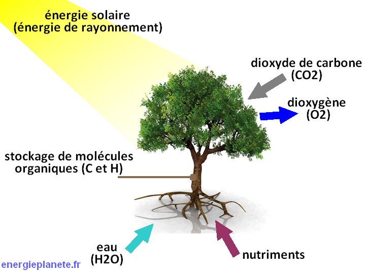 biomasse fonctionnement arbre