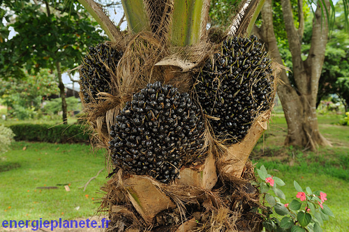 biomasse fruit palmier